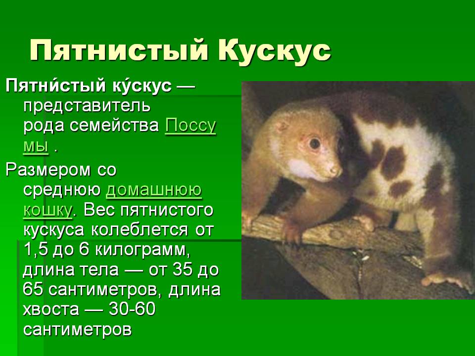Пятнистый кускус