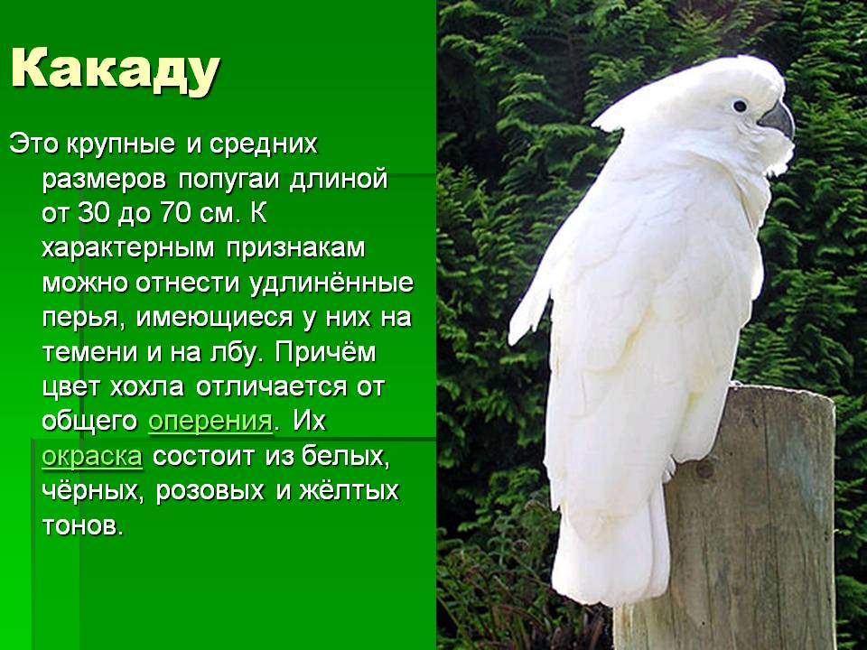 Какаду