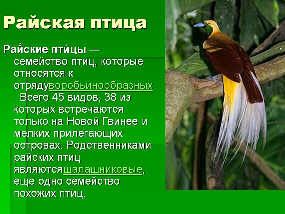 Райская птица