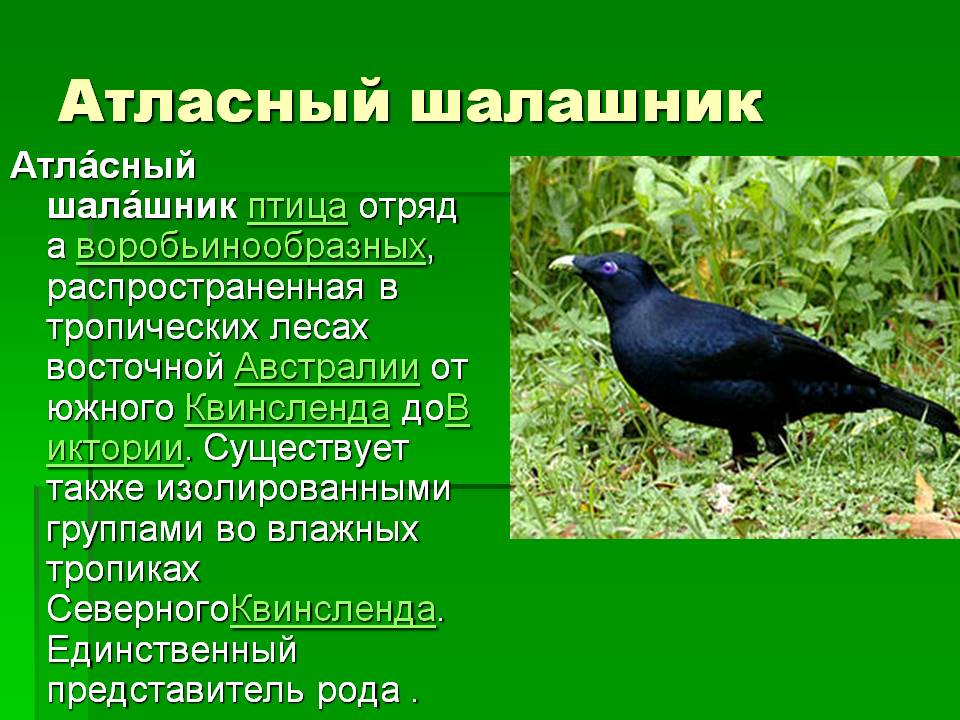Атласный шалашник