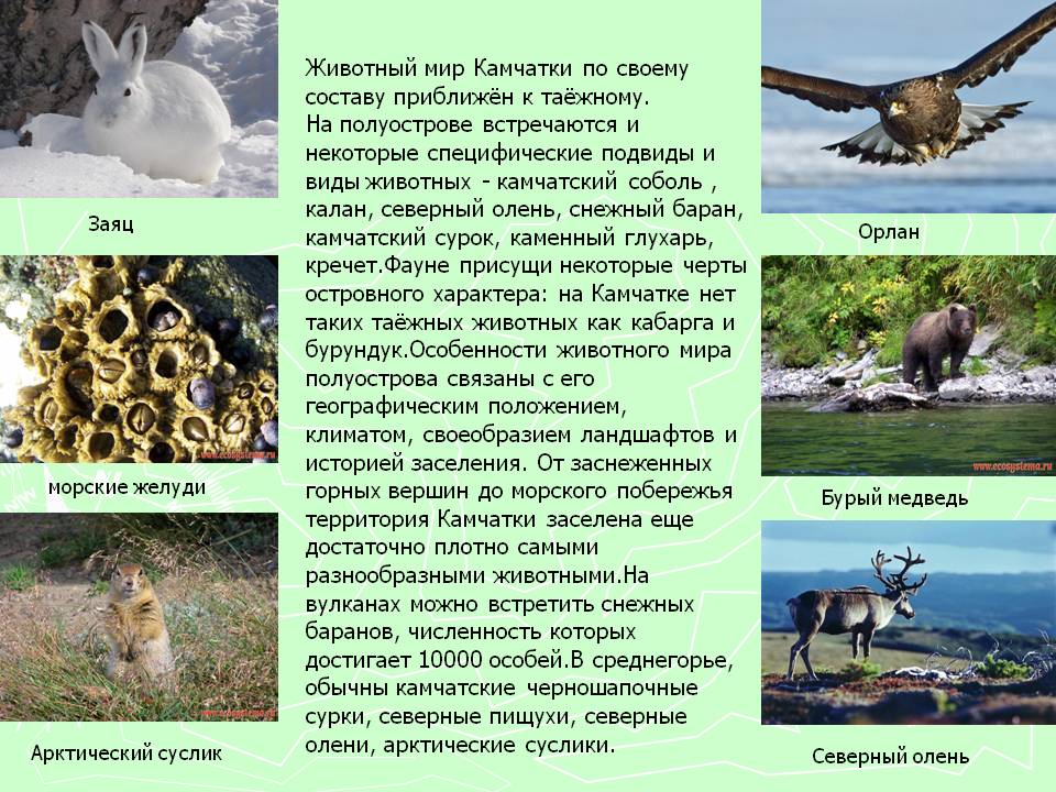 Морские желуди