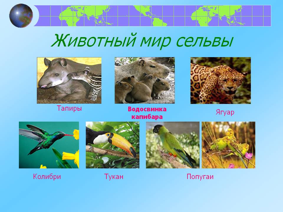Тапиры