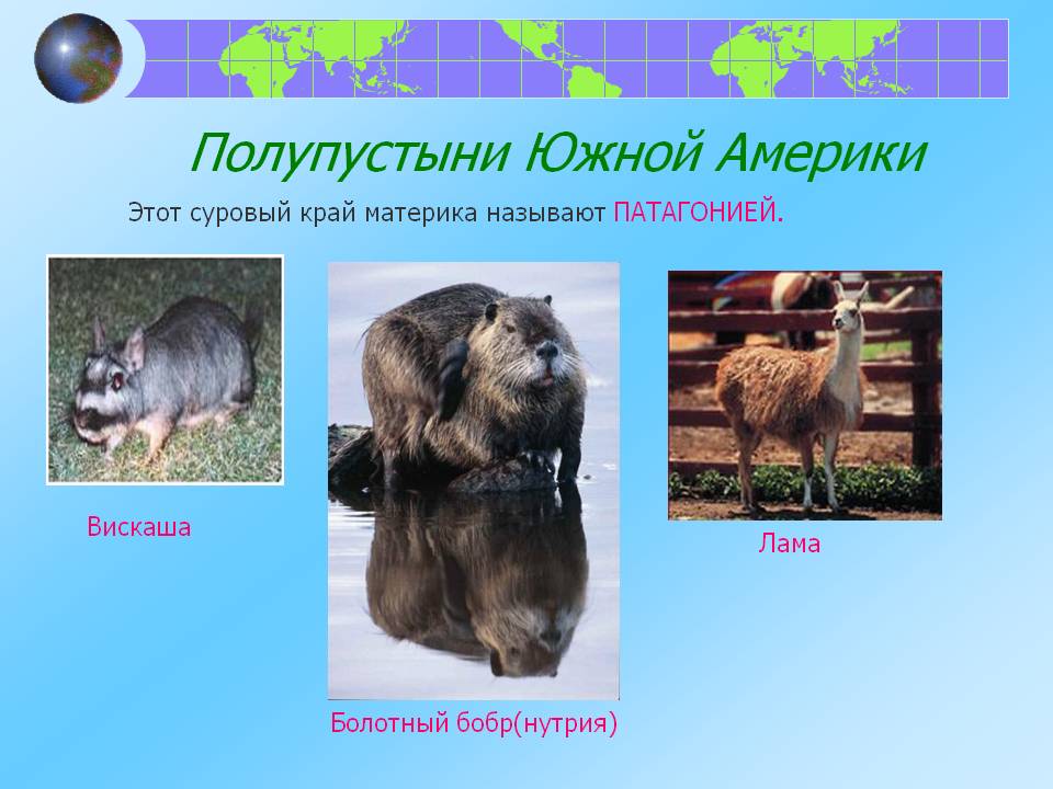 Полупустыни Южной Америки