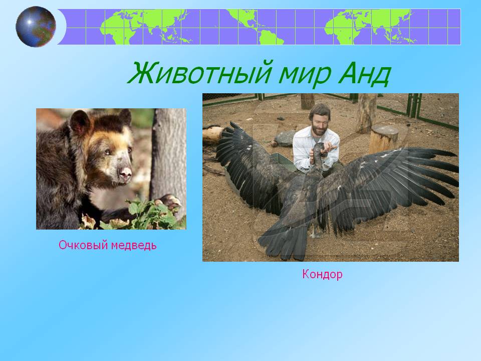 Животный мир Анд