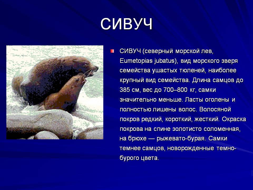 Морской лев