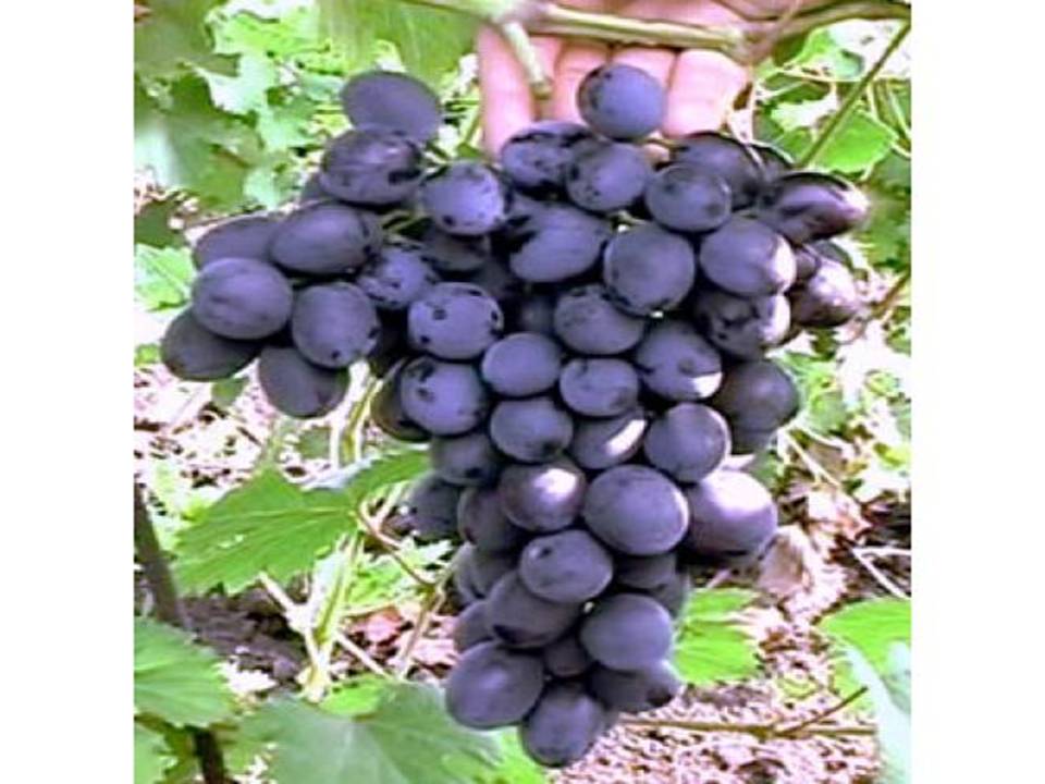 Край Кубань