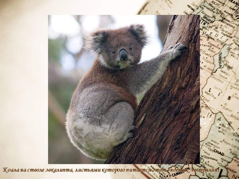 Коала на стволе эвкалипта