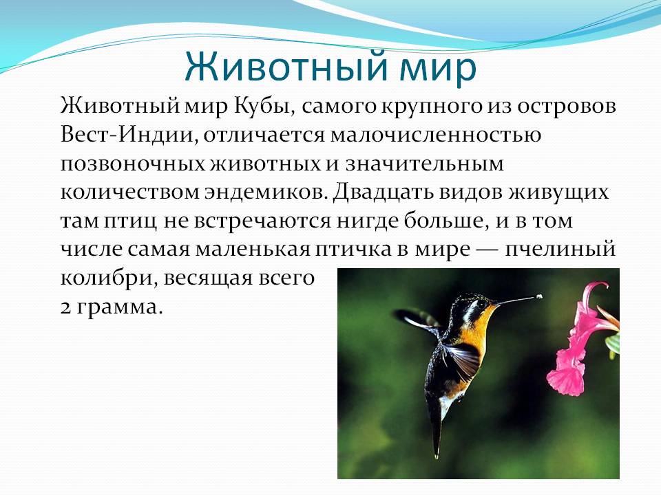 Животный мир