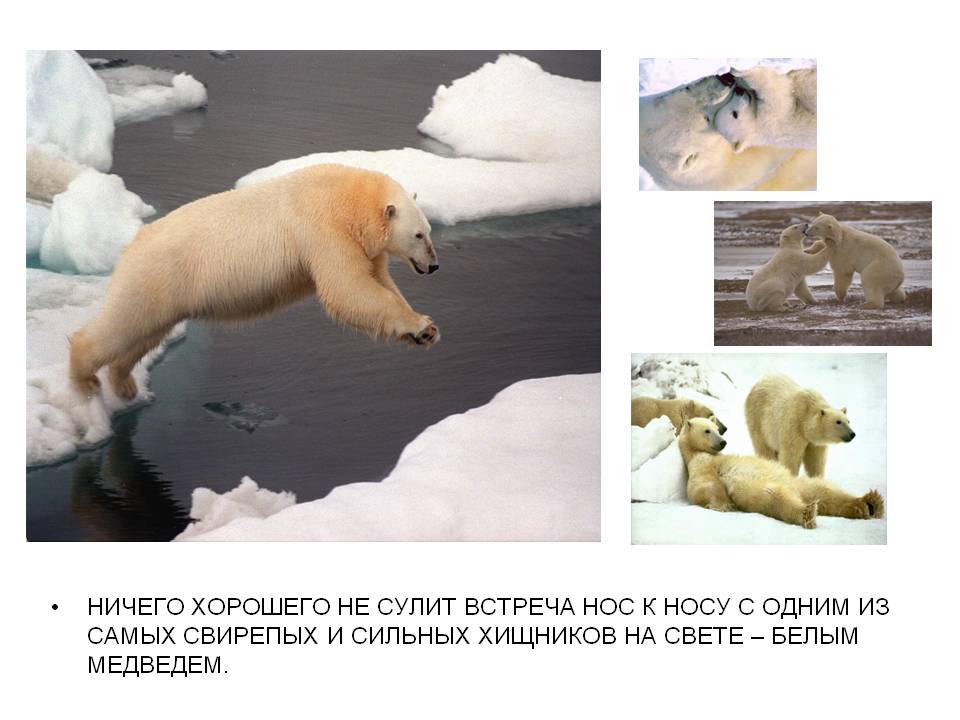 Встреча нос к носу
