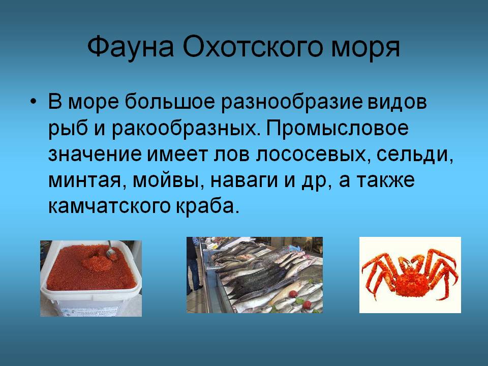 Фауна Охотского моря
