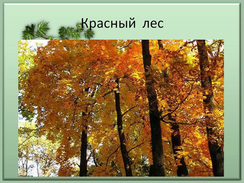 Красный лес