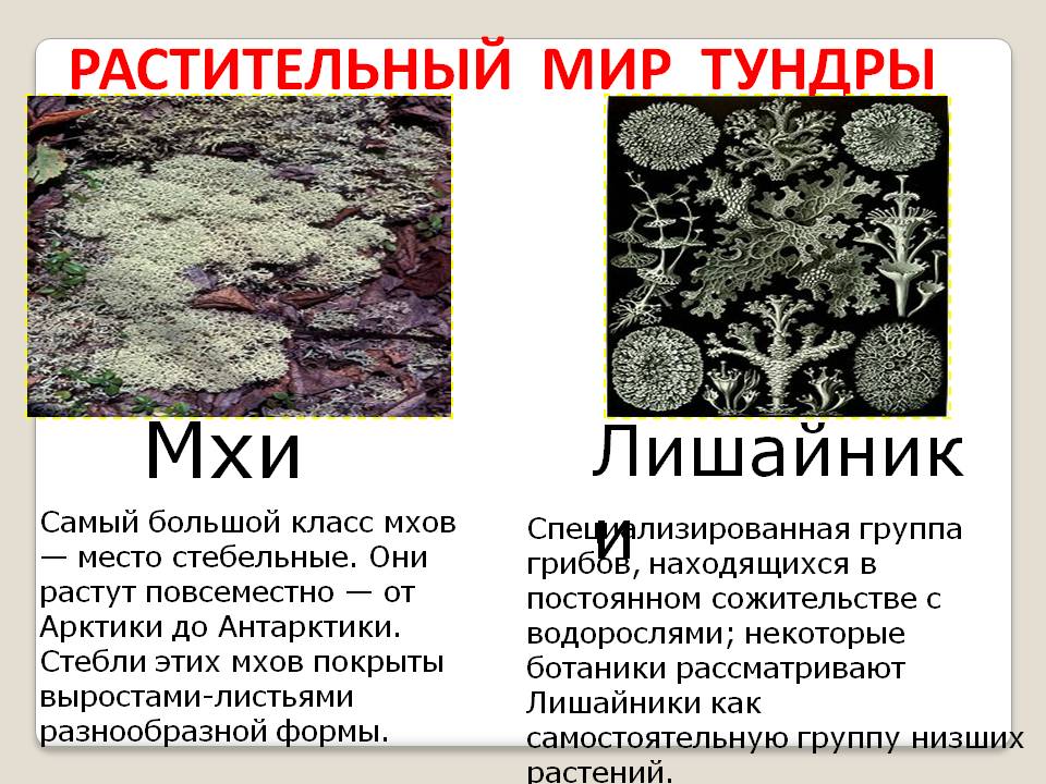 Мхи