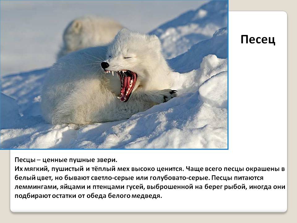 Песец