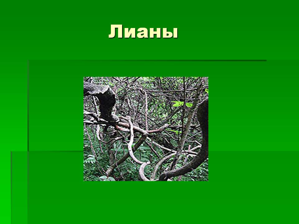 Лианы