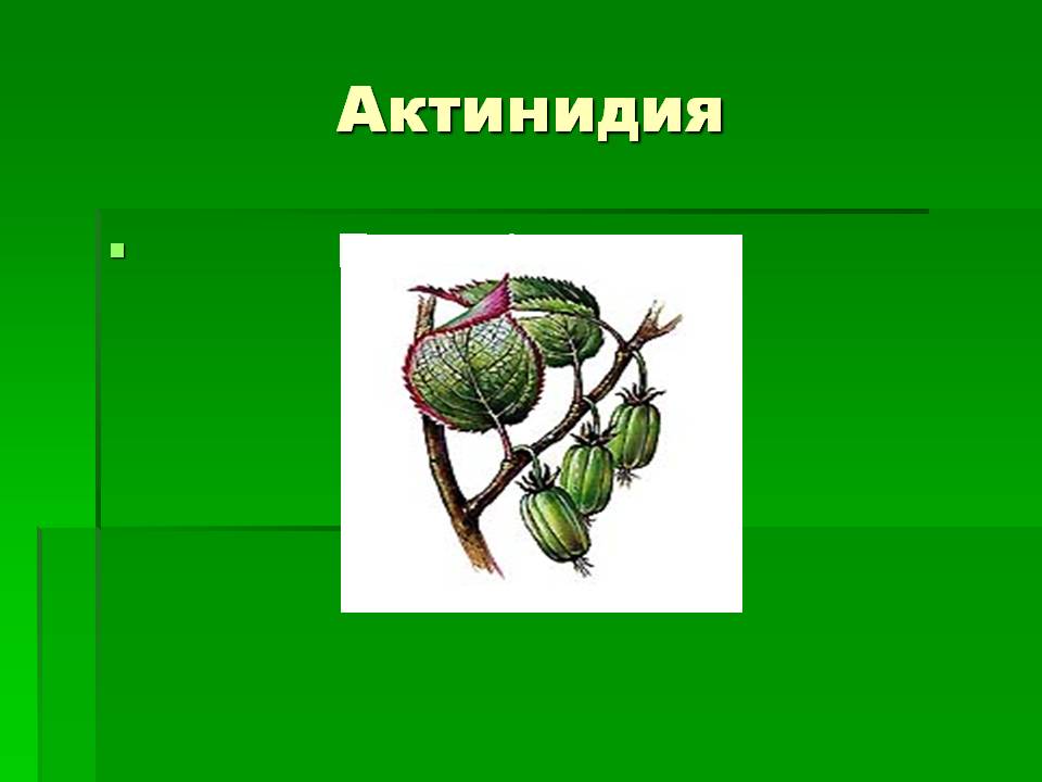 Актинидия