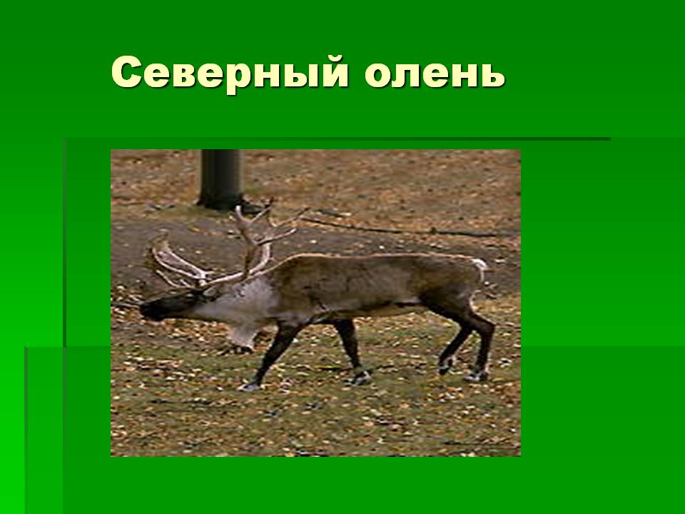 Северный олень