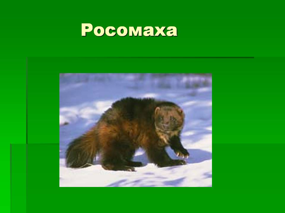 Росомаха