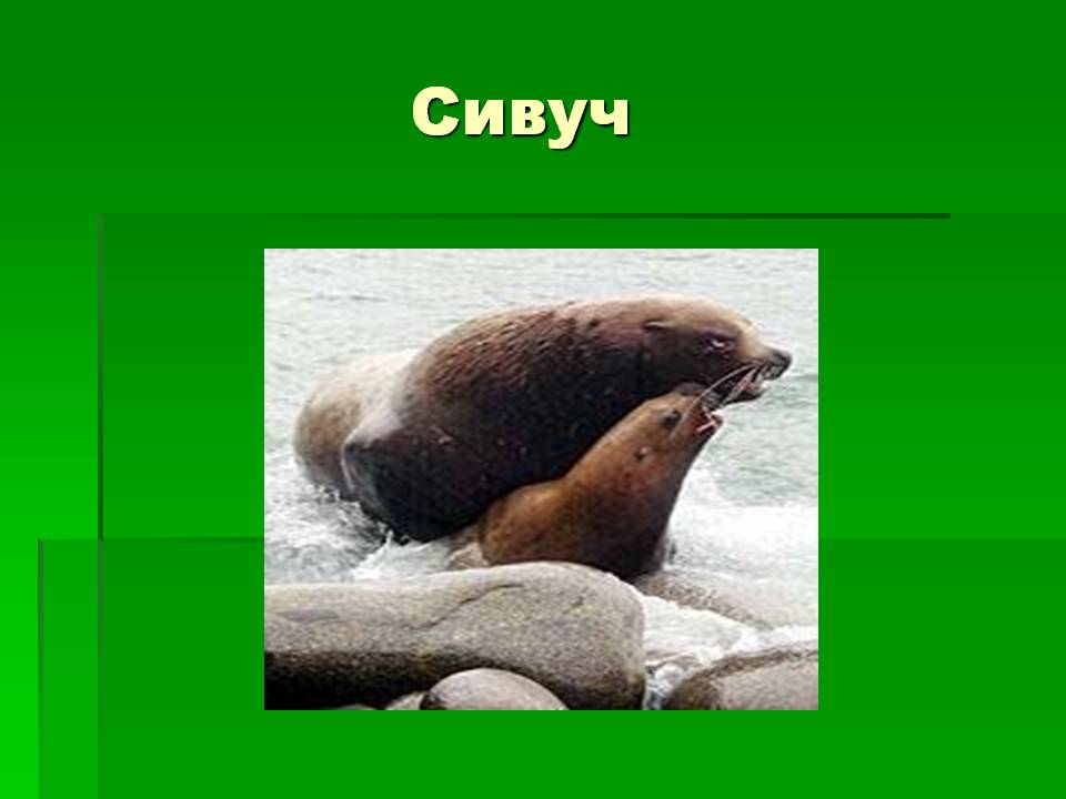 Сивуч