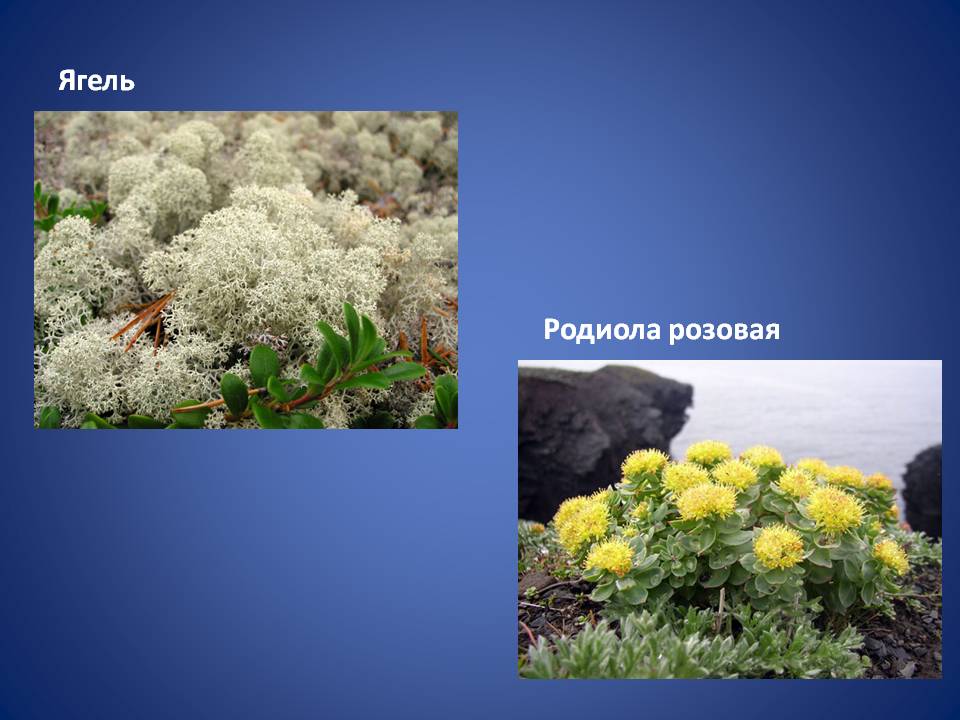 Ягель
