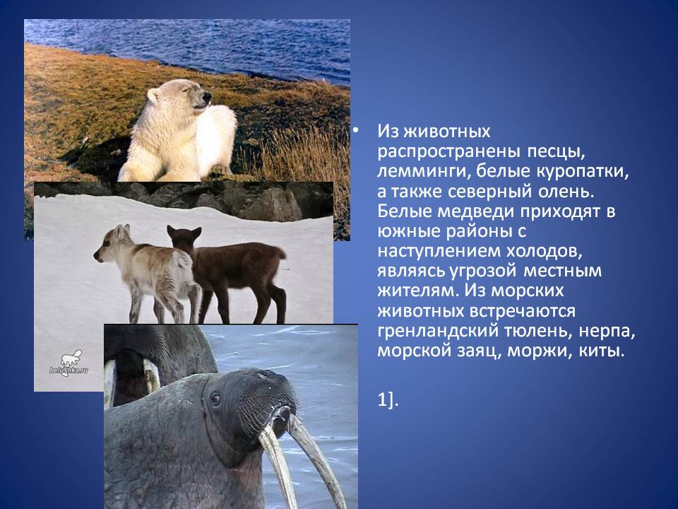 Из животных распространены песцы, лемминги, белые куропатки, а также