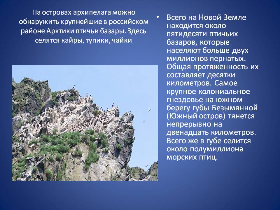 Всего на Новой Земле находится около пятидесяти птичьих базаров,
