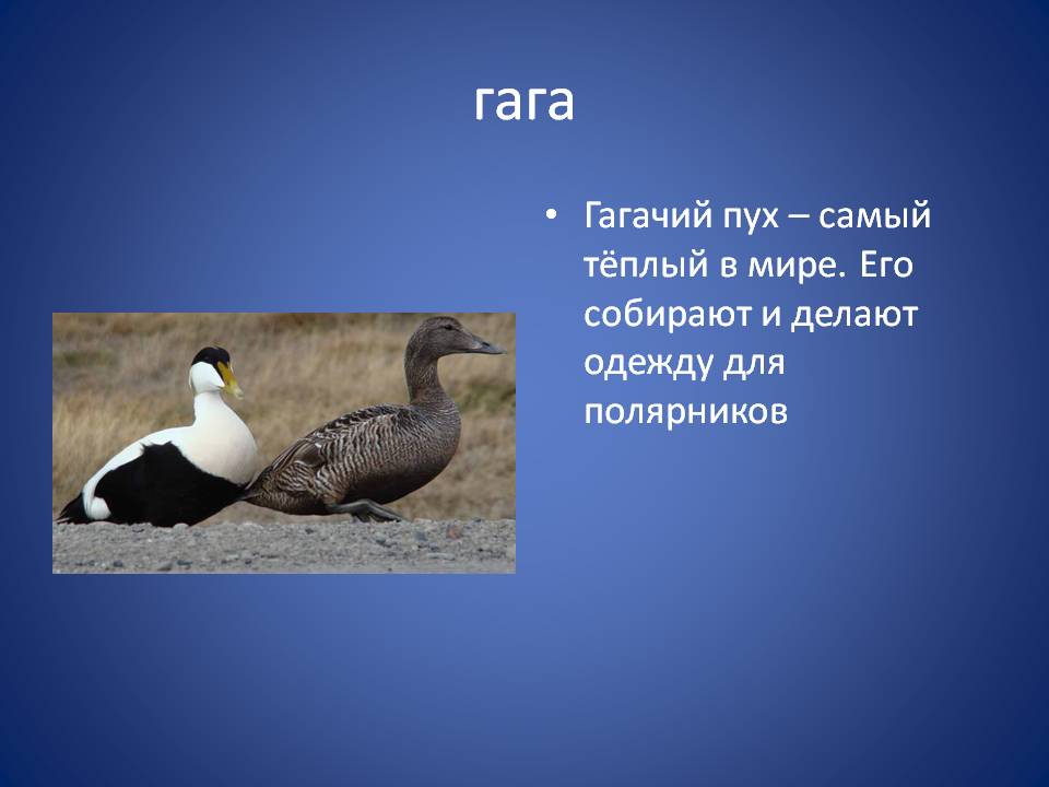 Гага