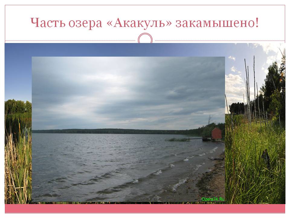 Часть озера «Акакуль» закамышено