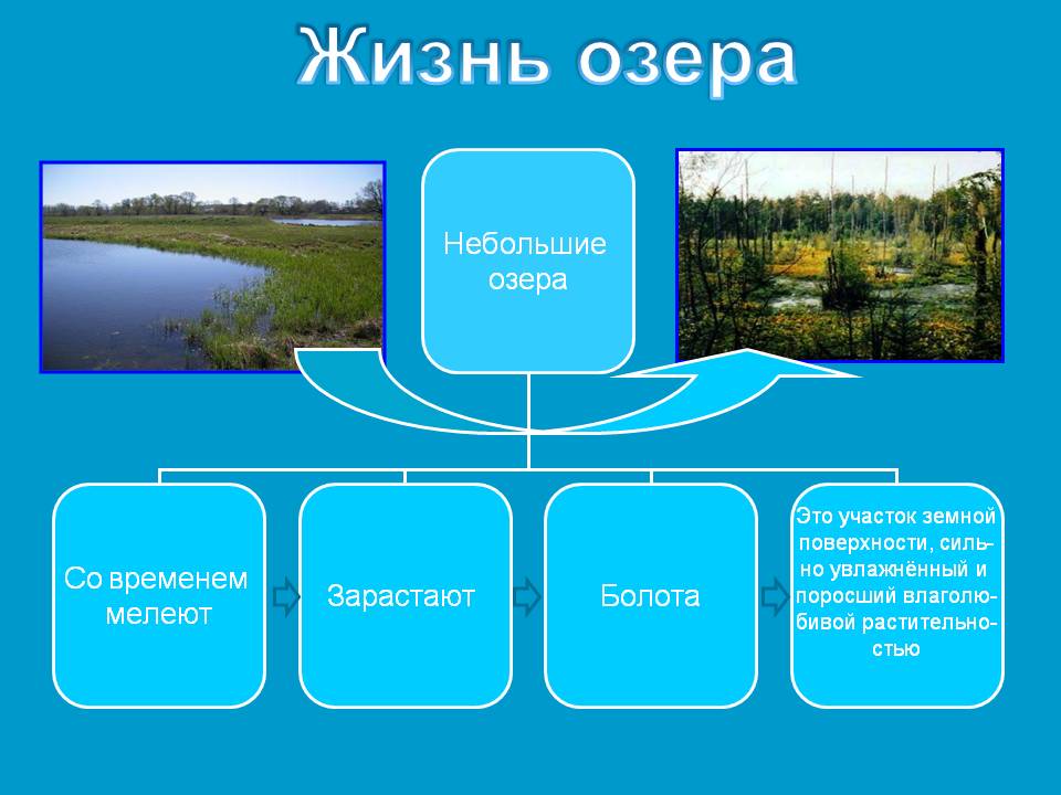 Жизнь озера