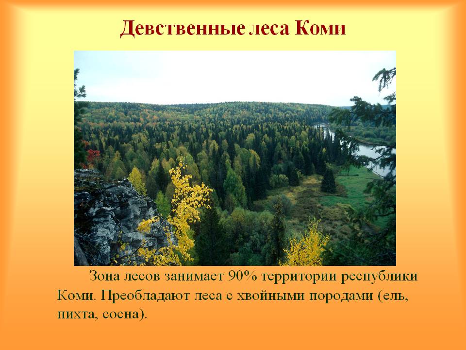 Девственные леса Коми