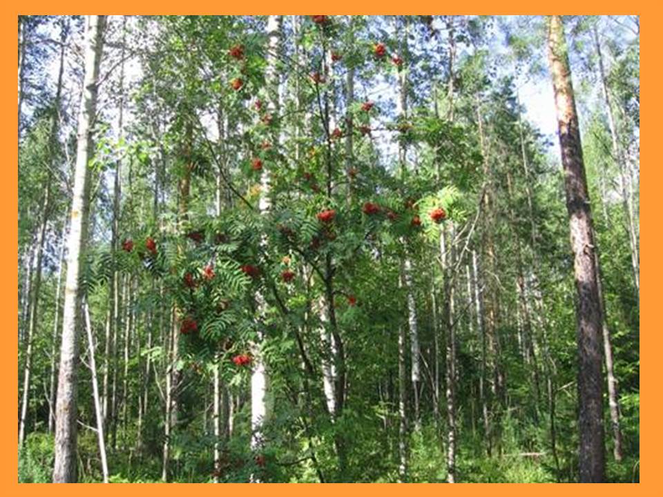 Памятники природы Русской равнины