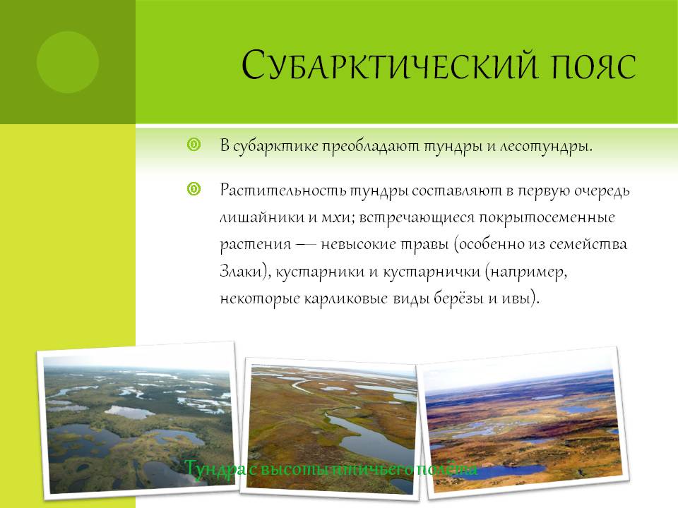 Субарктический пояс