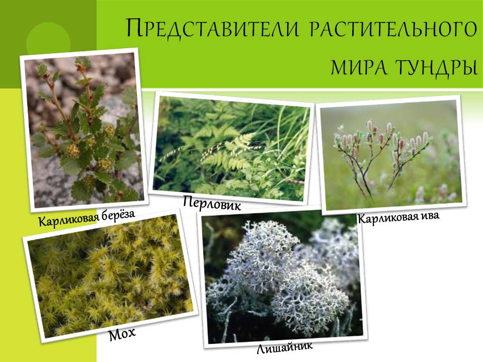 Представители растительного мира тундры