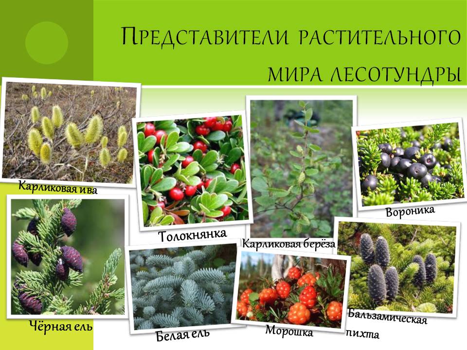 Представители растительного мира лесотундры