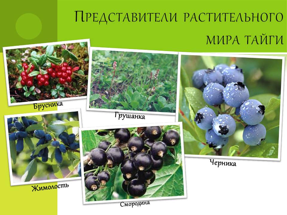 Представители растительного мира тайги