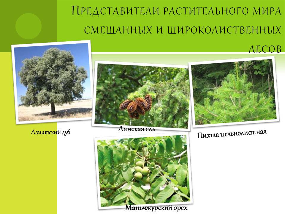 Представители растительного мира смешанных и широколиственных лесов