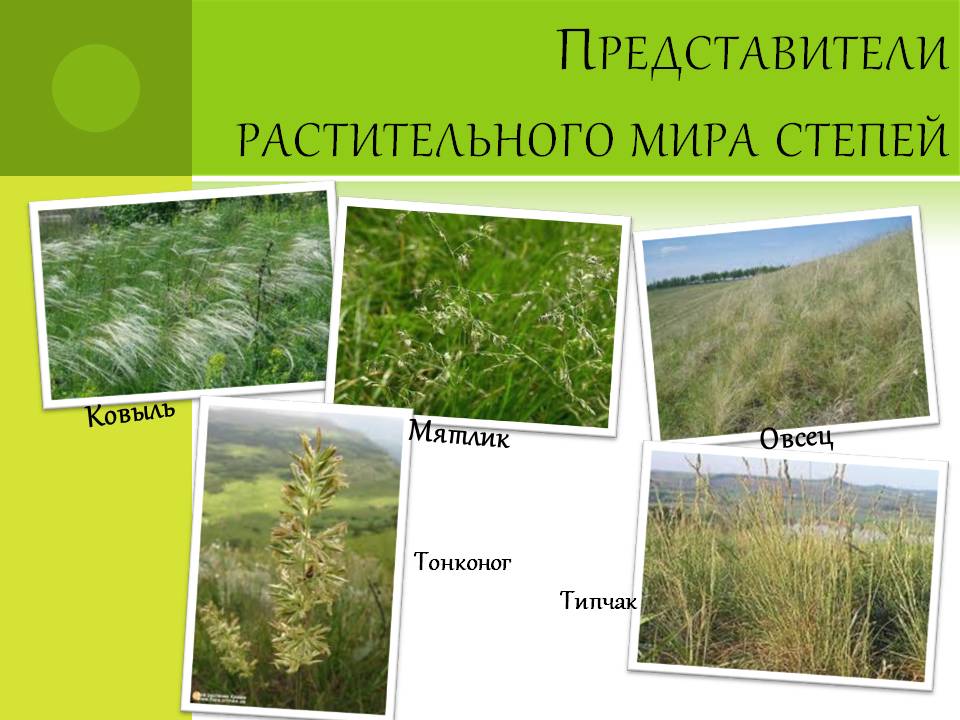Представители растительного мира степей