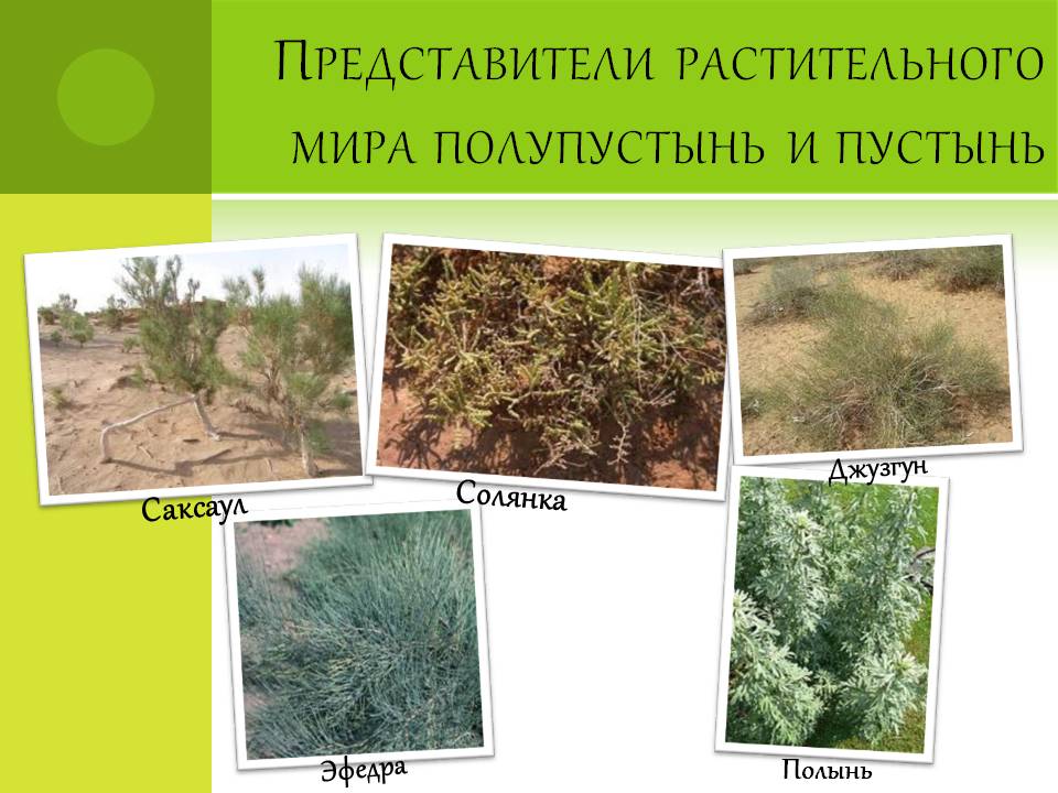 Представители растительного мира полупустынь и пустынь
