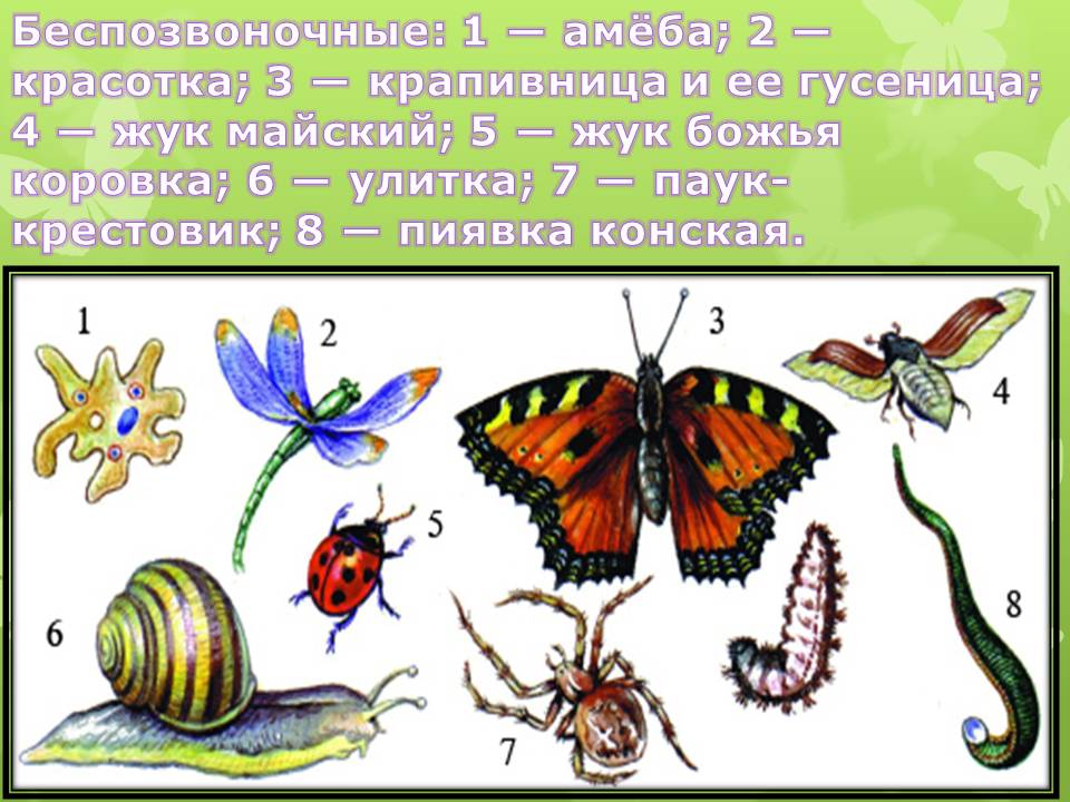 Беспозвоночные: 1 — амёба; 2 — красотка; 3 — крапивница и ее гусеница;