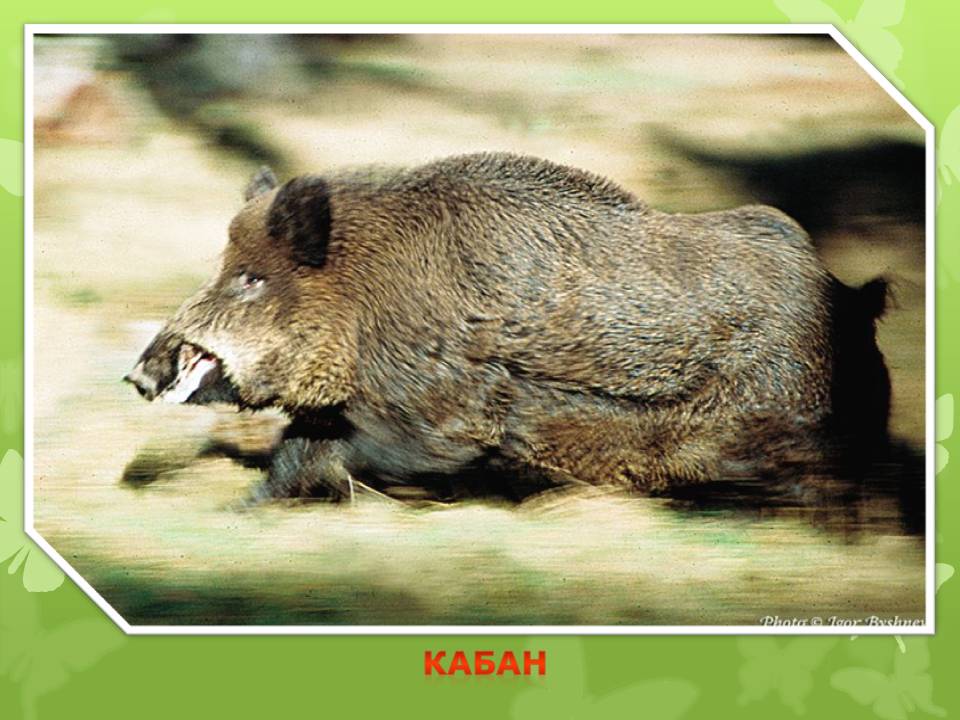 Кабан