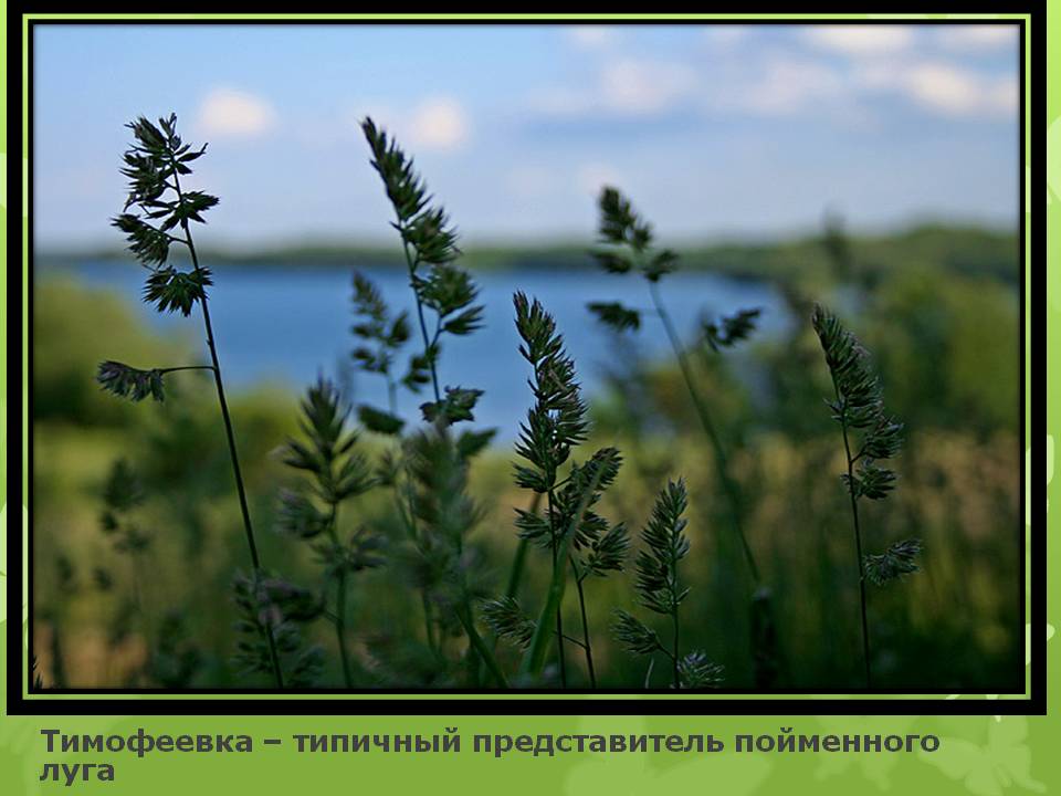 Тимофеевка – типичный представитель пойменного луга