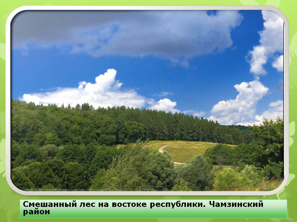 Смешанный лес на востоке республики