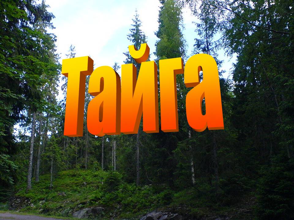 Тайга