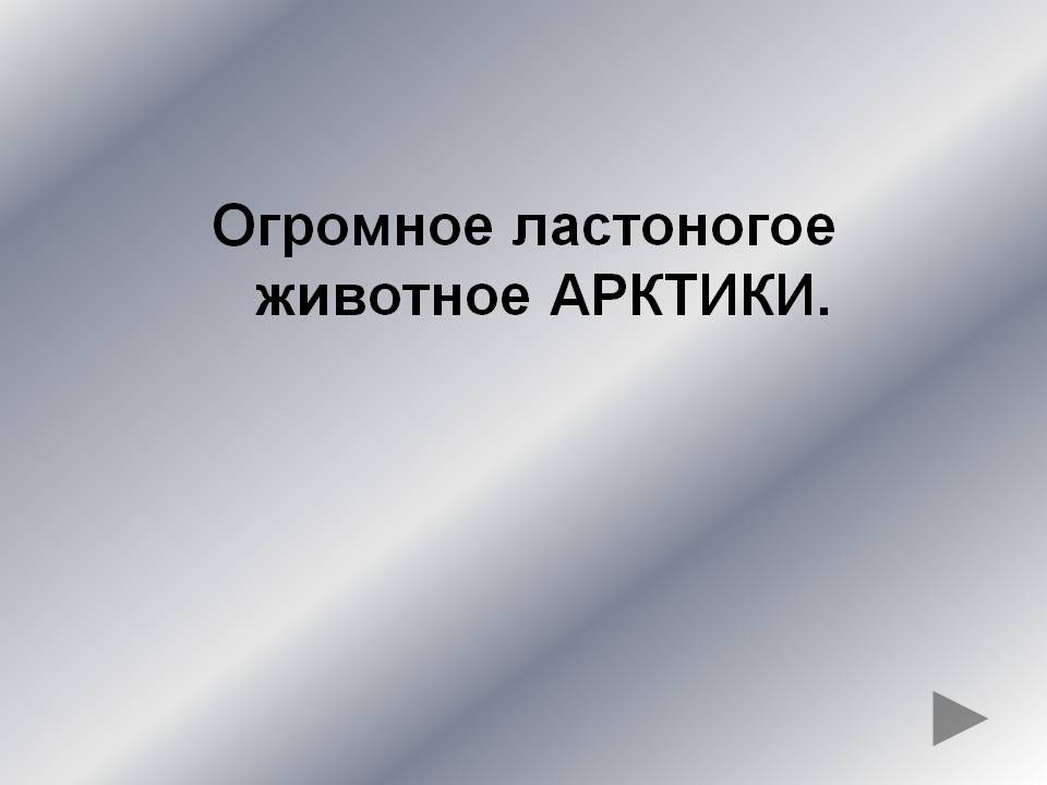 Огромное ластоногое животное Арктики