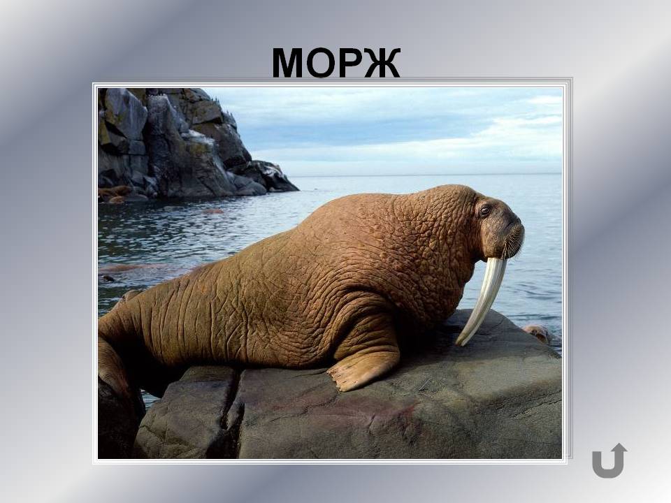 Морж