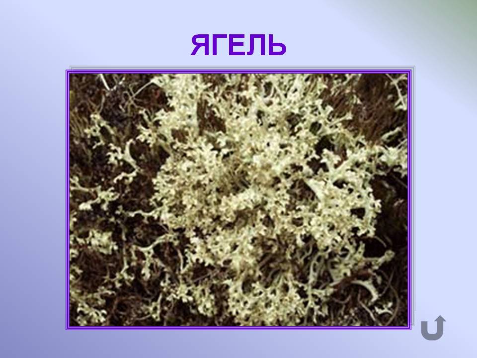 Ягель