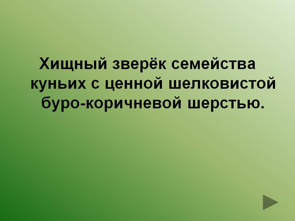 Хищный зверёк семейства куньих