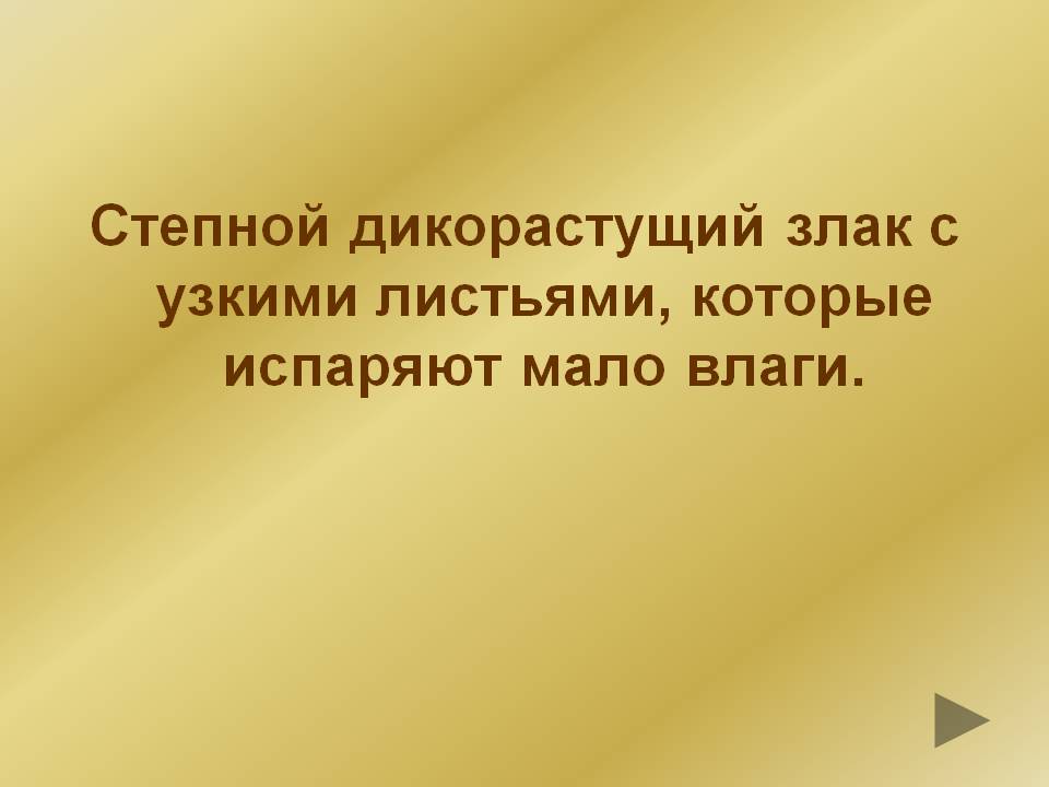 Степной дикорастущий злак с узкими листьями