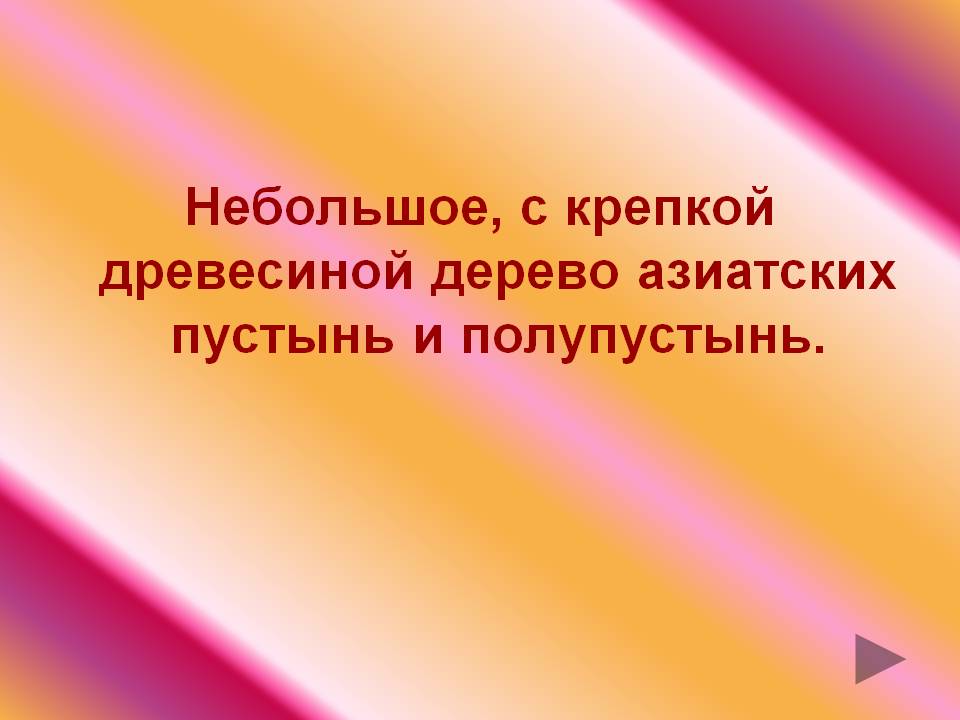 Дерево азиатских пустынь и полупустынь