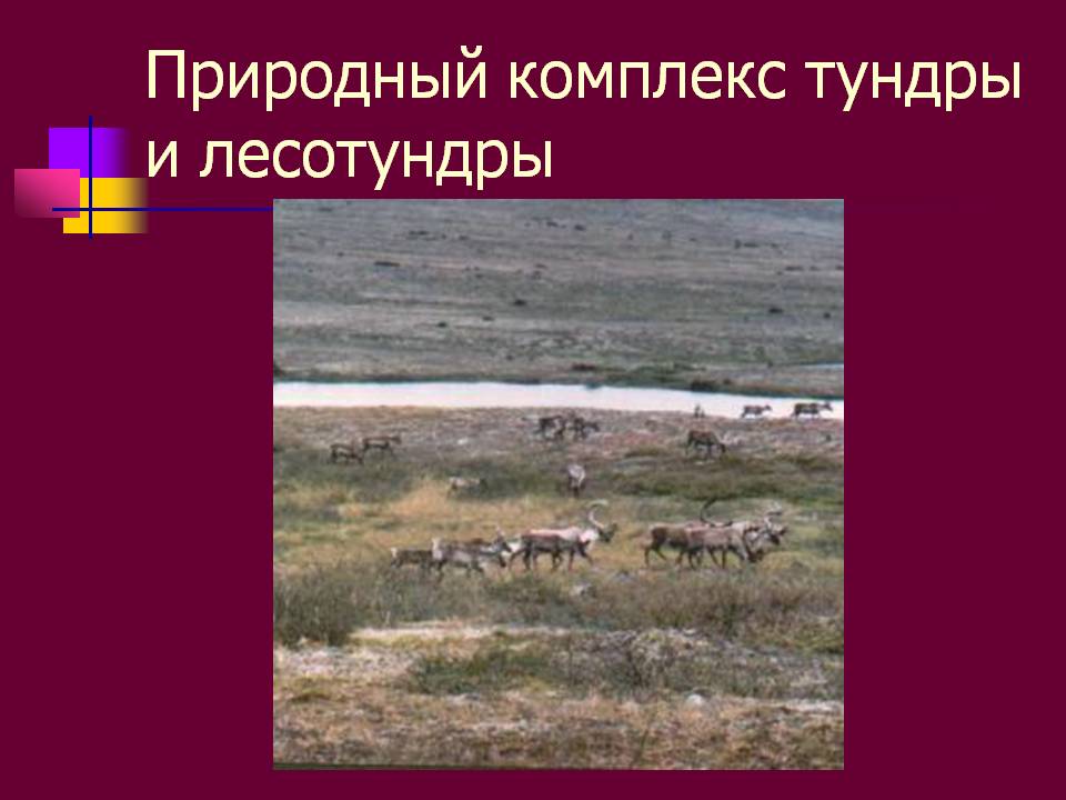 Природный комплекс тундры и лесотундры