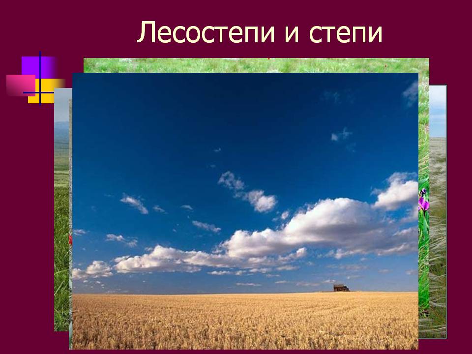 Лесостепи и степи